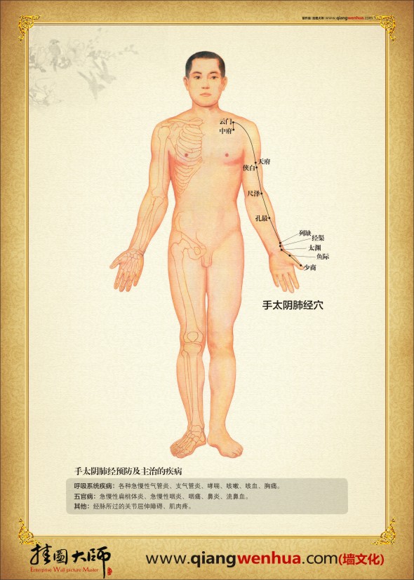 手太阴肺经穴位图 中医人体穴位图