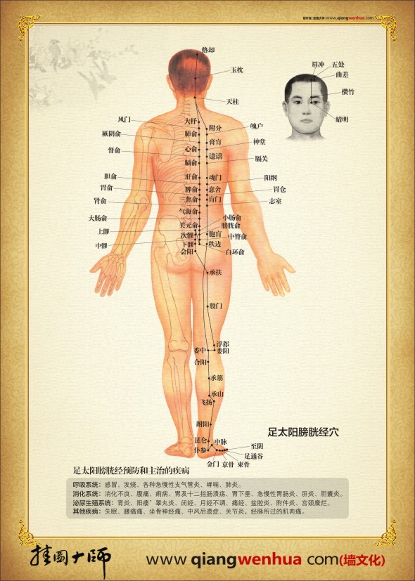 足太阳膀胱经穴位图 人体经络穴位图 