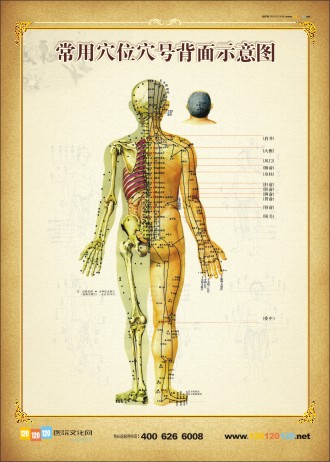 人体背部穴位示意图 人体背部穴位图 人体后背穴位图 背部穴位图 常用穴位穴号背面示意图