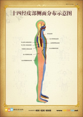 人体侧面穴位图 人体穴位示意图 人体穴位位置图  