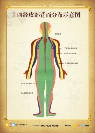 人体常用穴位背面图 人体背部穴位示意图 人体背部穴位图 十四经皮部背面分布示意图