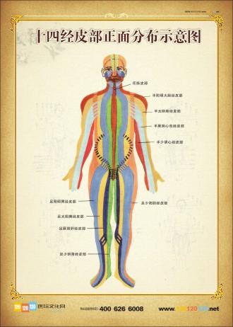 人体正面穴位示意图 人体穴位分布图 十四经皮部正面分布示意图 