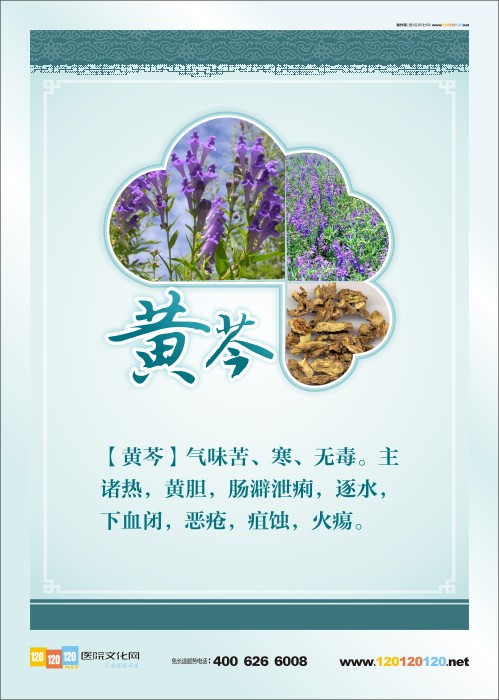 中药黄芩图片 中药黄芩 中药材黄芩图片 中药药材图谱 中药材图片 各种中药材图片