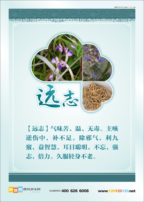 中草药图片及名称 常用中草药图片 中药房图片 中医药宣传图片 中草药远志 中草药远志图片