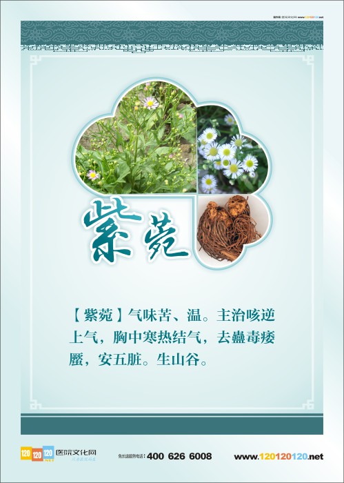 中医药文化图片 中医药宣传图 中草药图片及名称 中药紫菀