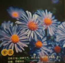 中草药图片 紫苑