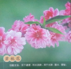 中草药图片 碧桃花